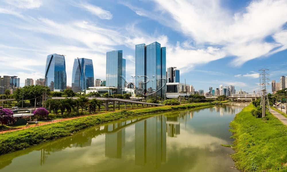 Olie Pinheiros - imagem 5