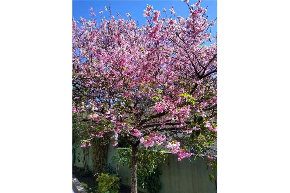 Casa a Venda Jardim Cordeiro - imagem 2